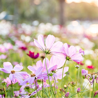 Spring Service Special